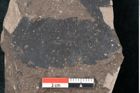 Foto (Detailansicht) von Quercus palaeoilex Ettingshausen (NHMW-GEO-2024-0188-7973)